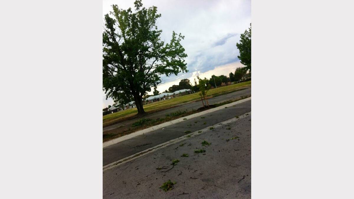 Picture tweeted to @bordermail by Geoff Young (gsyoung): "An example of the wind damage. It hit my fav tree too. :("
