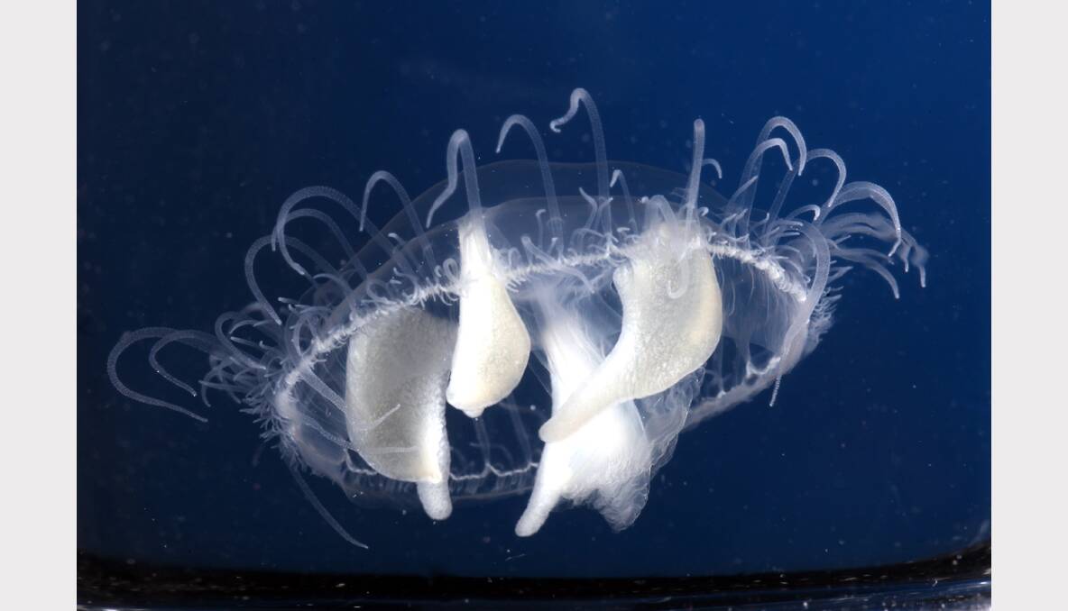 MYTH BUSTED: Jellyfish in Lake Hume. PICTURES: John Russell.