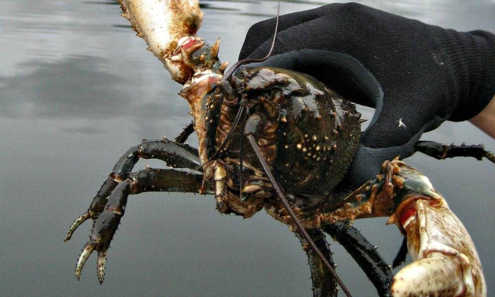 Crayfish extinction risk: Open to public