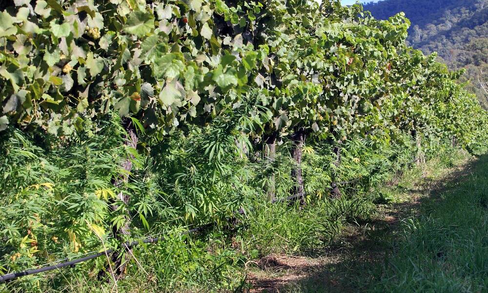 The cannabis crop hidden among the vines. Click across for more photos.