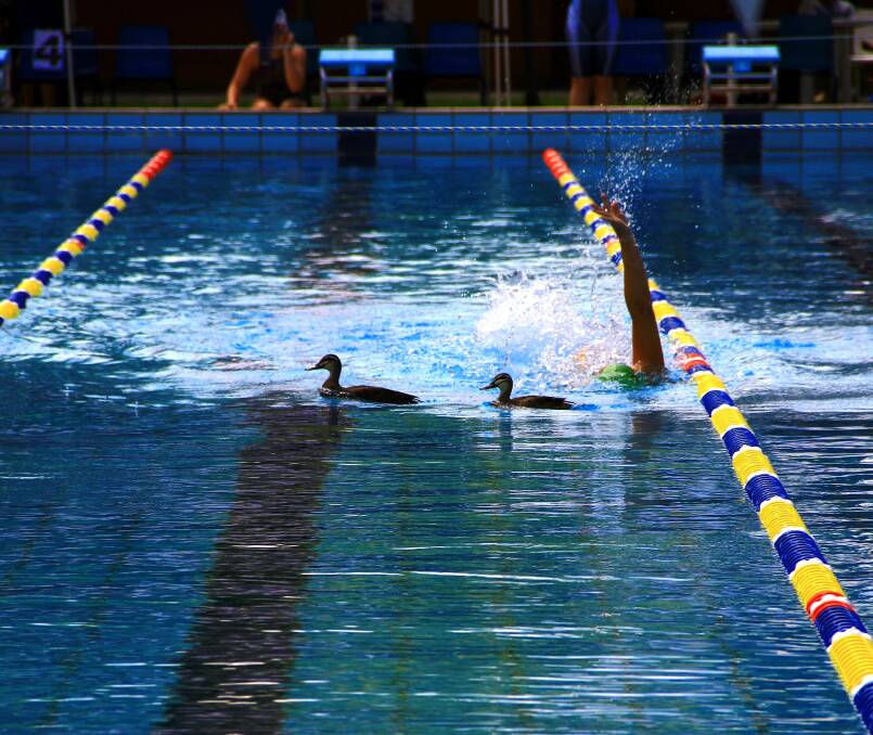 Two wild ducks had a stubborn sticky-beak at Albury swim event yesterday. PICTURES: Supplied by Pete Hamilton.