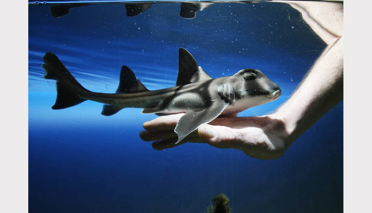  A Port Jackson shark photographed at Scales Pet Shop in Wodonga. PICTURE: John Russell.