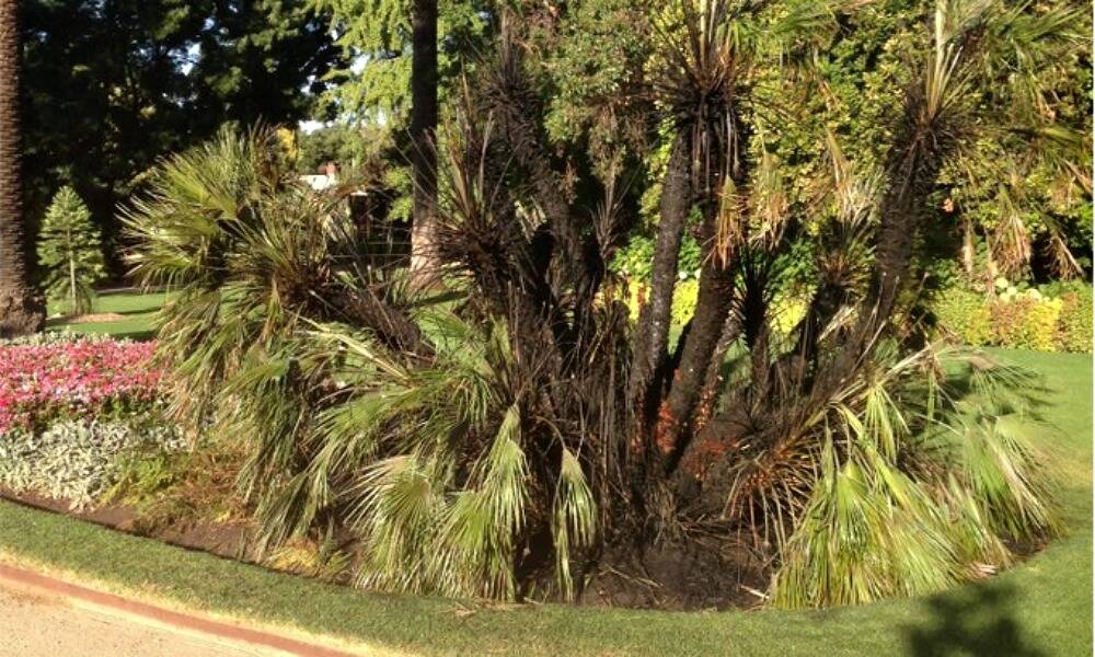 The blackened remains of a palm burnt at Albury Botanic Gardens.
