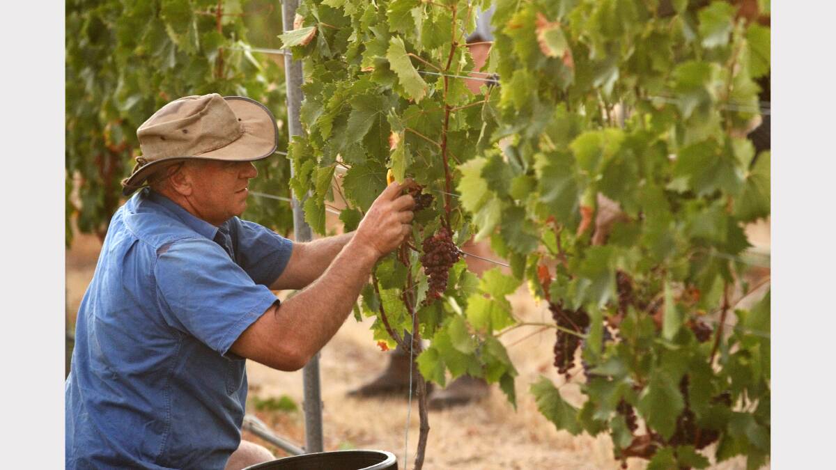Picking grapes is Tony Howe, of Rutherglen.