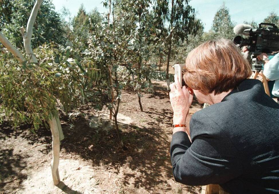 Ettamogah Sanctuary through the years. Former Albury Mayor Patricia Gould tries capturing some shy koalas on film in 1997.