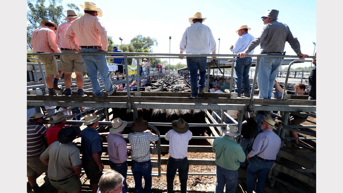 Good, not great results at Wodonga weaner sales