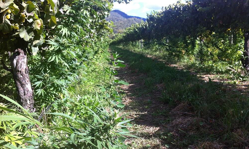 Up to $18million of cannabis has been found growing under grape vines. PICTURE: Tammy Mills.