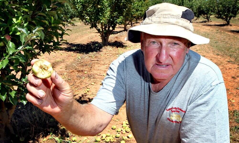 Peter Chambeyron displays the destruction the white cockatoos  are causing his apples.  Picture: PETER MERKESTEYN