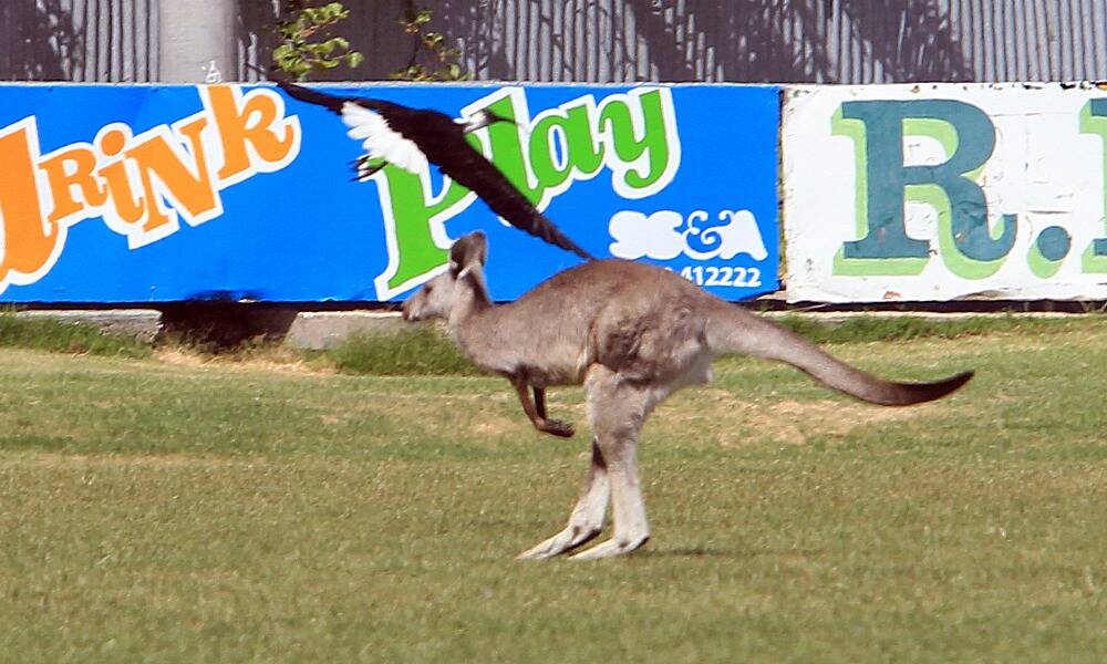 The kangaroo attracted attention from less than friendly wildlife.