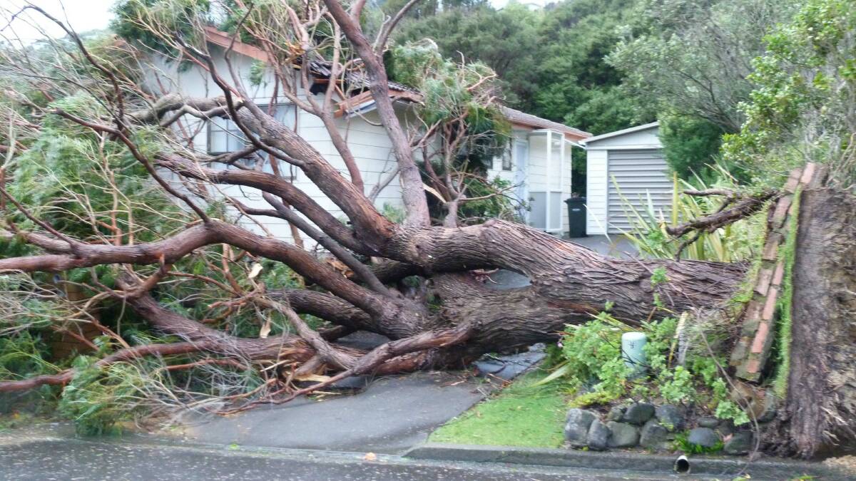 The storm brought trees down in Wellington. Picture: GEOFF MOWDAY
