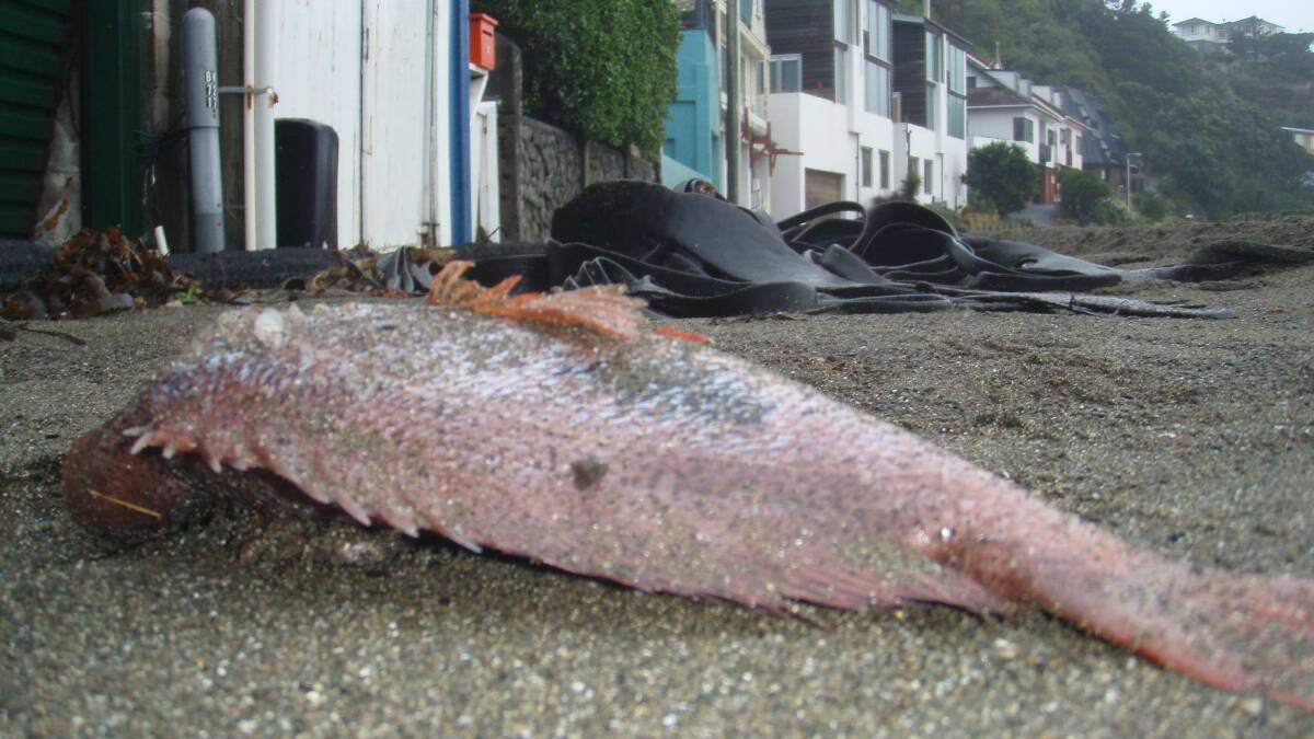 A fish washes up on the shore in Wellington. Picture: NIKKI MACDONALD