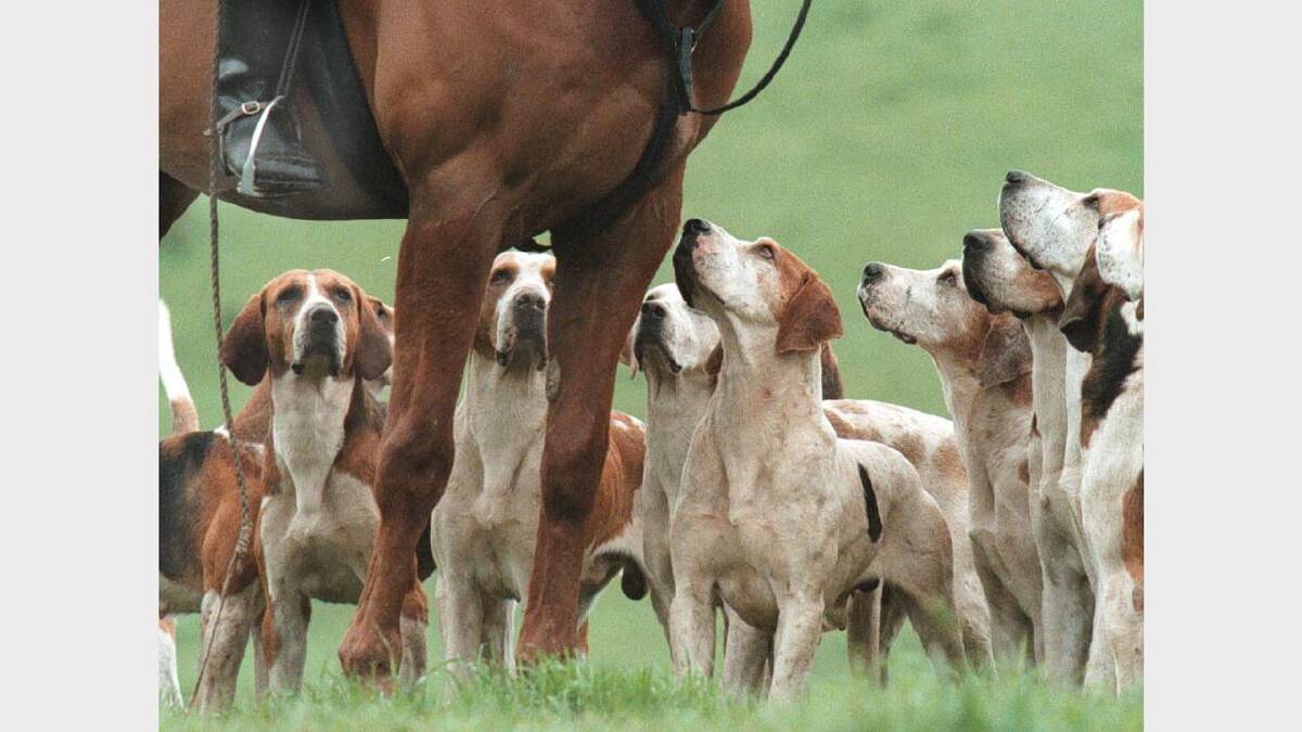 Hounds wait for their starting orders at the Murray Valley Hunt Club's last hunt for the season at Beechworth. Picture: ALEX MASSEY