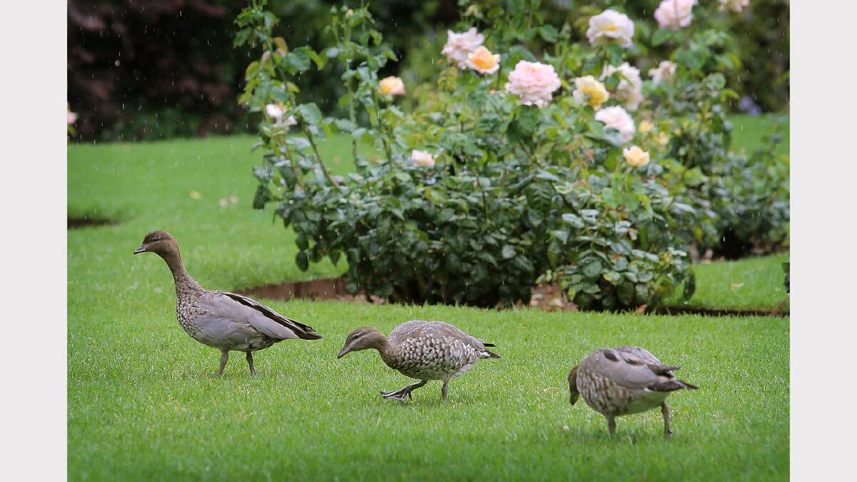Three ducks enjoy the rain in the otherwise empty Albury Botanic Gardens. Picture: MARK JESSER