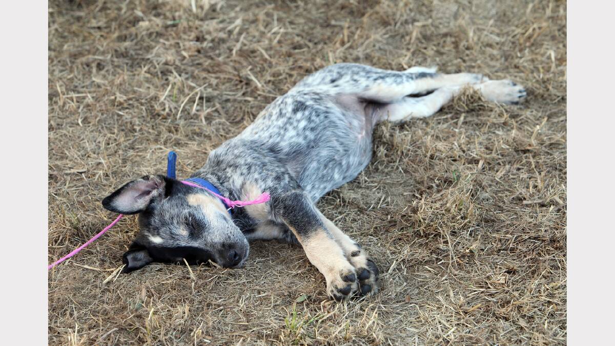 A rodeo pup takes a rest. 