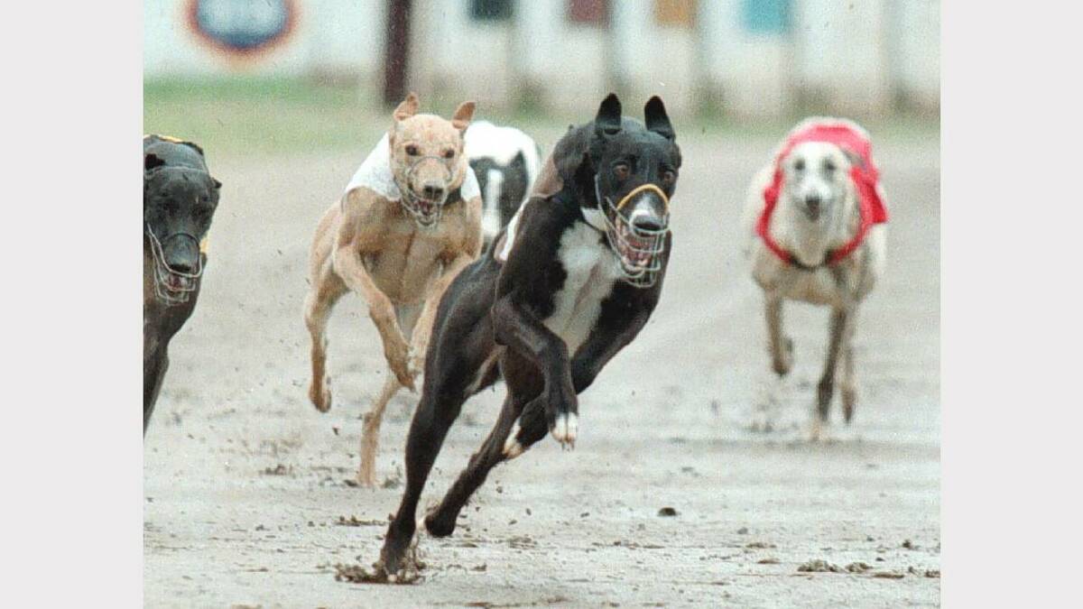 Albury greyhound racing. Picture: ALEX MASSEY