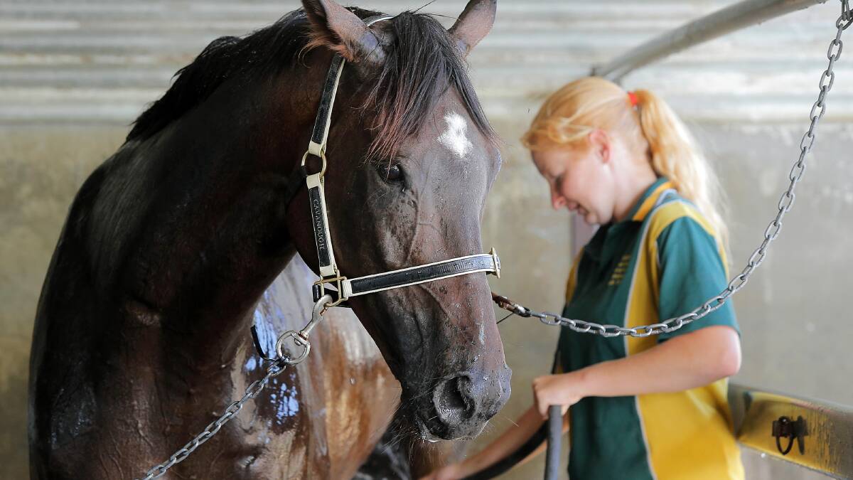 Stable hand Maree Duell washing last year's Albury Gold Cup winner 'Niblick'.