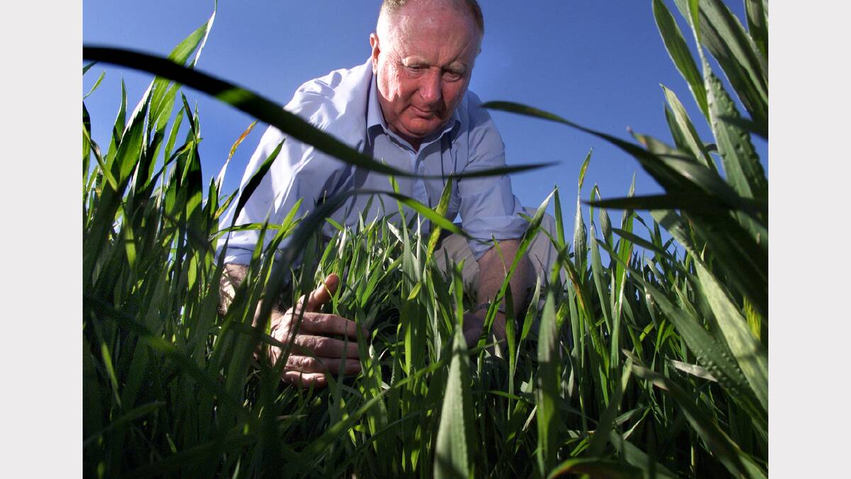 2004 -   John Sykes inspecting a wheat crop for stripe rust.