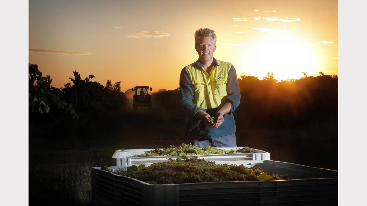 Nick Brown with the harvested grapes as the sun rises behind him and the tractor runs beside the vines. Picture: TARA GOONAN