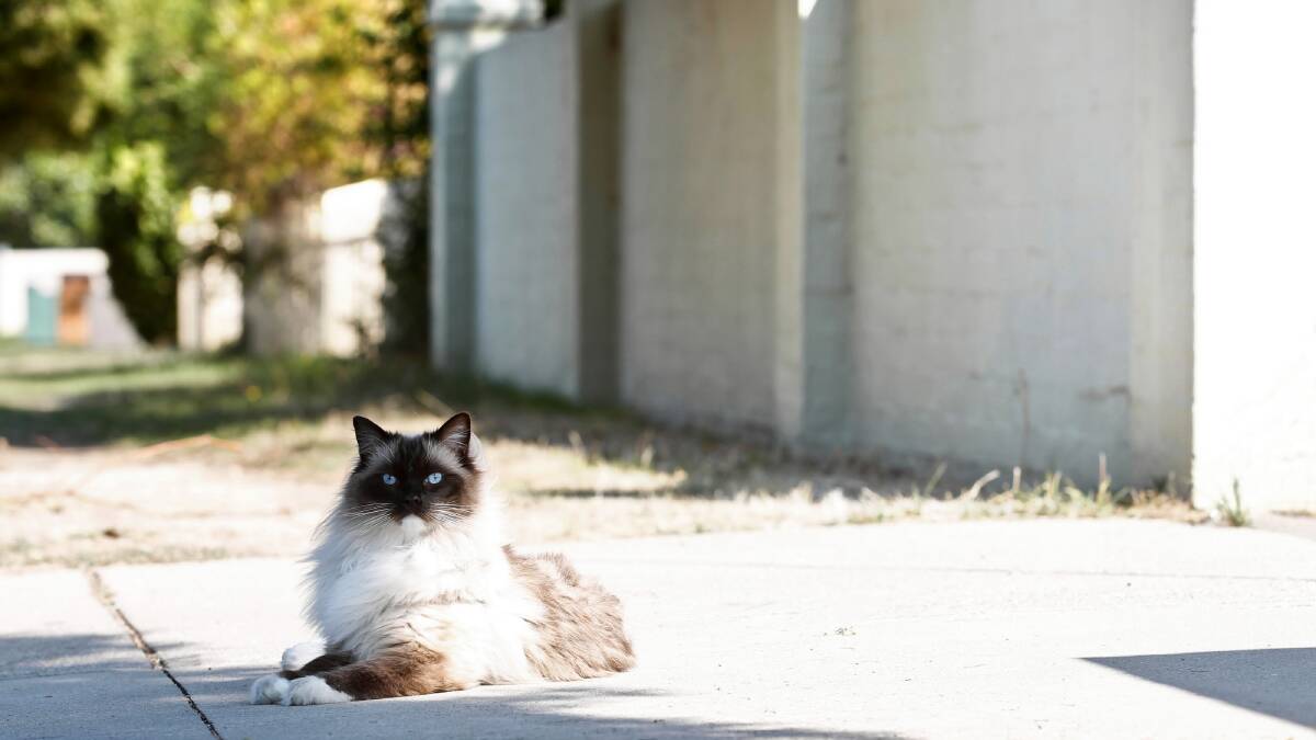 POLL: Should Wodonga cats be under house arrest?