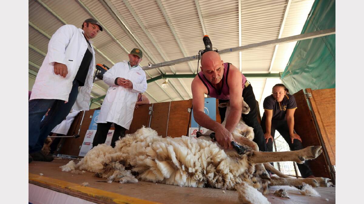 Shearer Mark Anstee, of Thurgoona, competes under the watchful eyes of judges during the shearing championships.