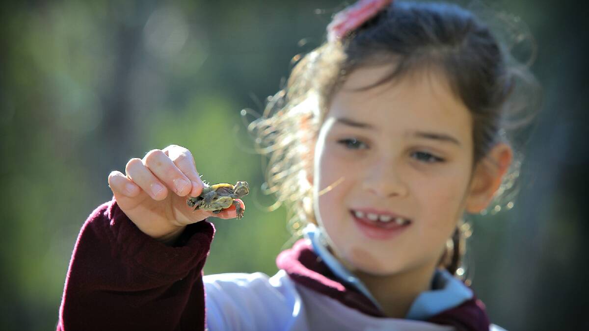 Wangaratta Primary School year 2 student Jasmine Scott, 7, with her class's tiny pet turtle Kobe. Picture: TARA GOONAN