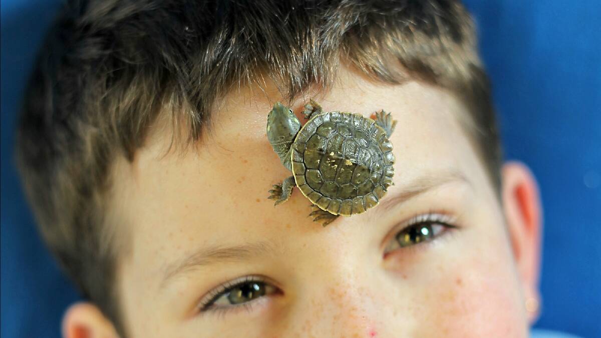 Wangaratta primary school year 2 student Rayden Toll, 8, takes a very close look at class pet Kobe the turtle. Picture: TARA GOONAN