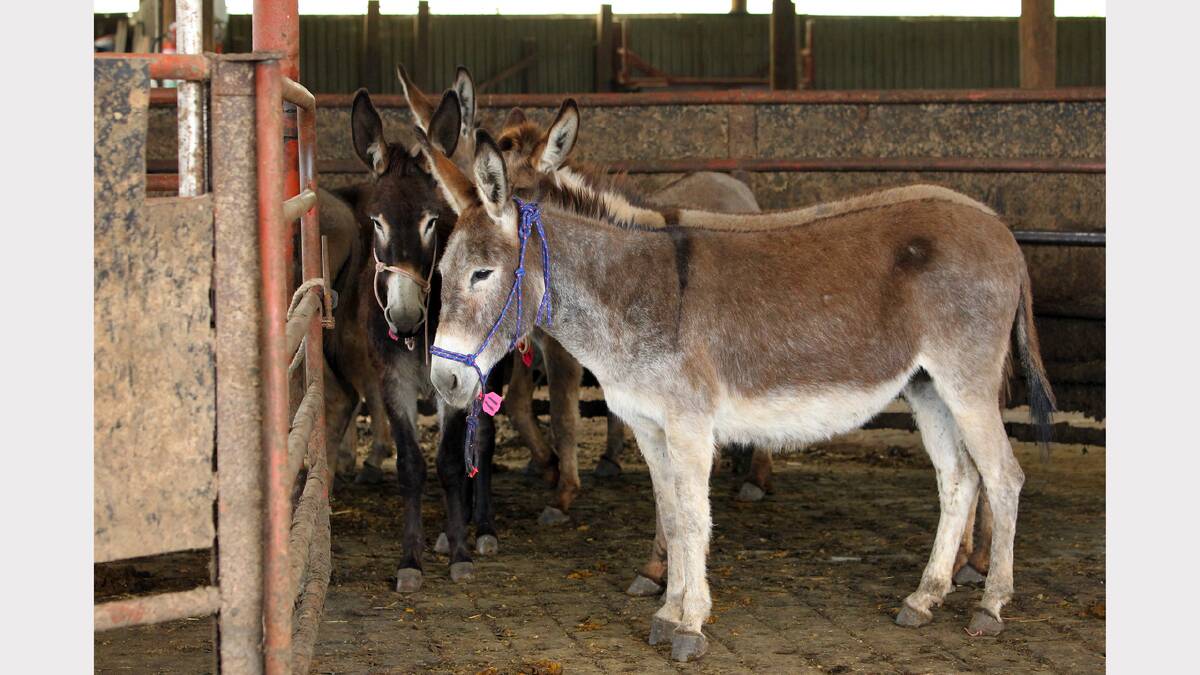 19 donkeys have been brought from the NT in a trial for protecting stock from wild dogs. 
