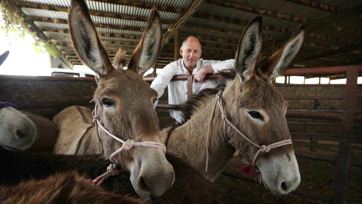 Livestock Health and Pest Authority ranger Mic McFarlane has brought in 19 donkeys from the NT to be used as guard animals in a trial for protecting stock from wild dogs. Pictures: MATTHEW SMITHWICK