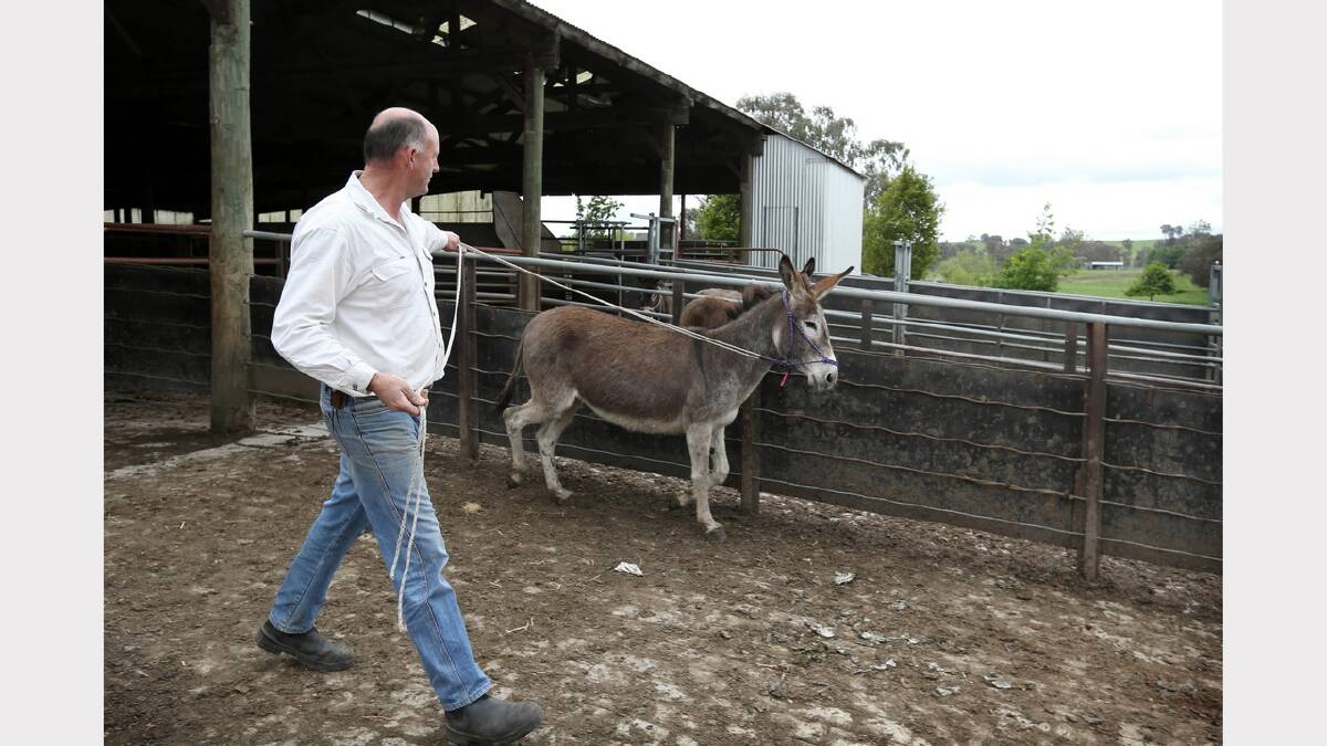 Ranger Mic McFarlane training the donkeys. 