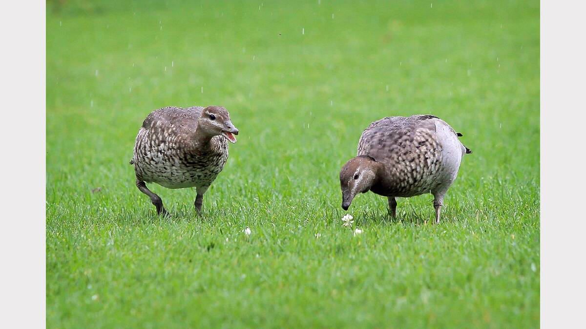Two ducks enjoy the rain in the otherwise empty Albury Botanic Gardens. Picture: MARK JESSER
