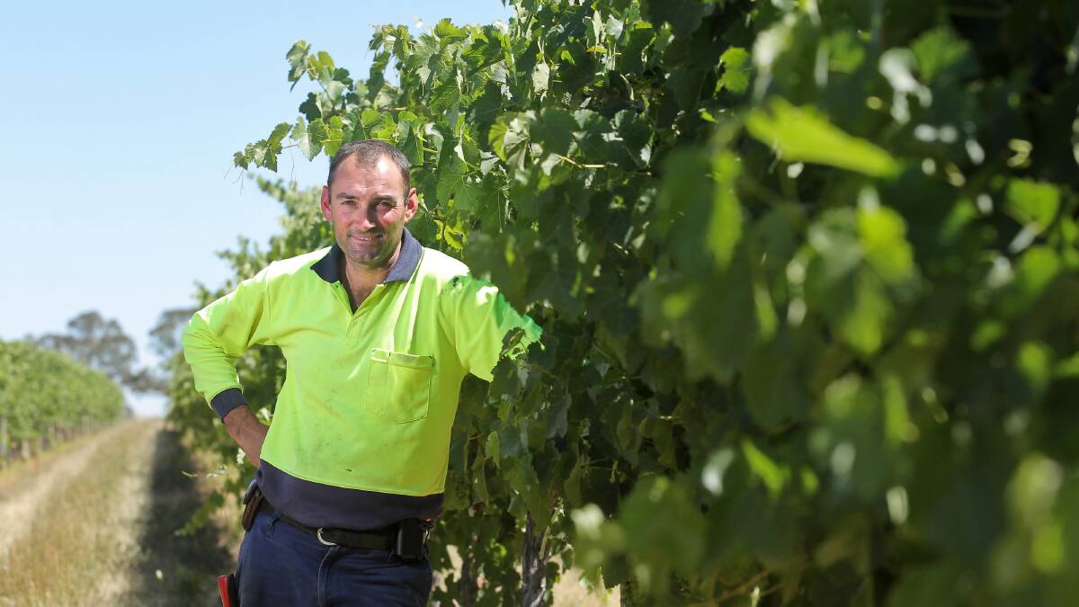 Cofield Wines’ Andrew Cofield inspects what looks like a high quality grape harvest. Picture: BEN EYLES