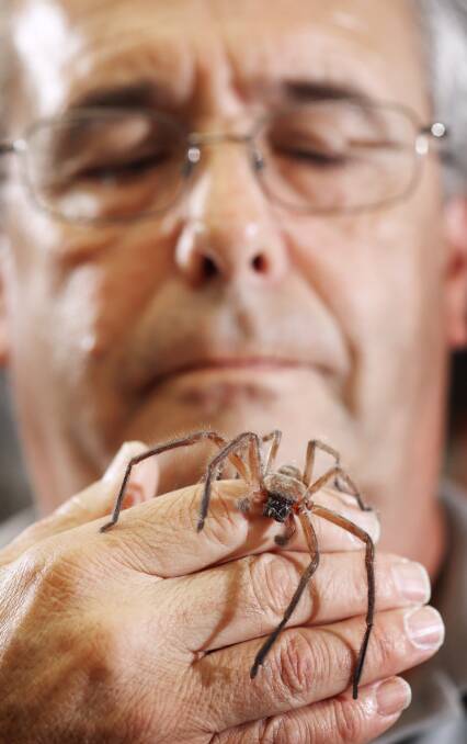 Dr Dennis Black with a Huntsman from the Sparassida family.