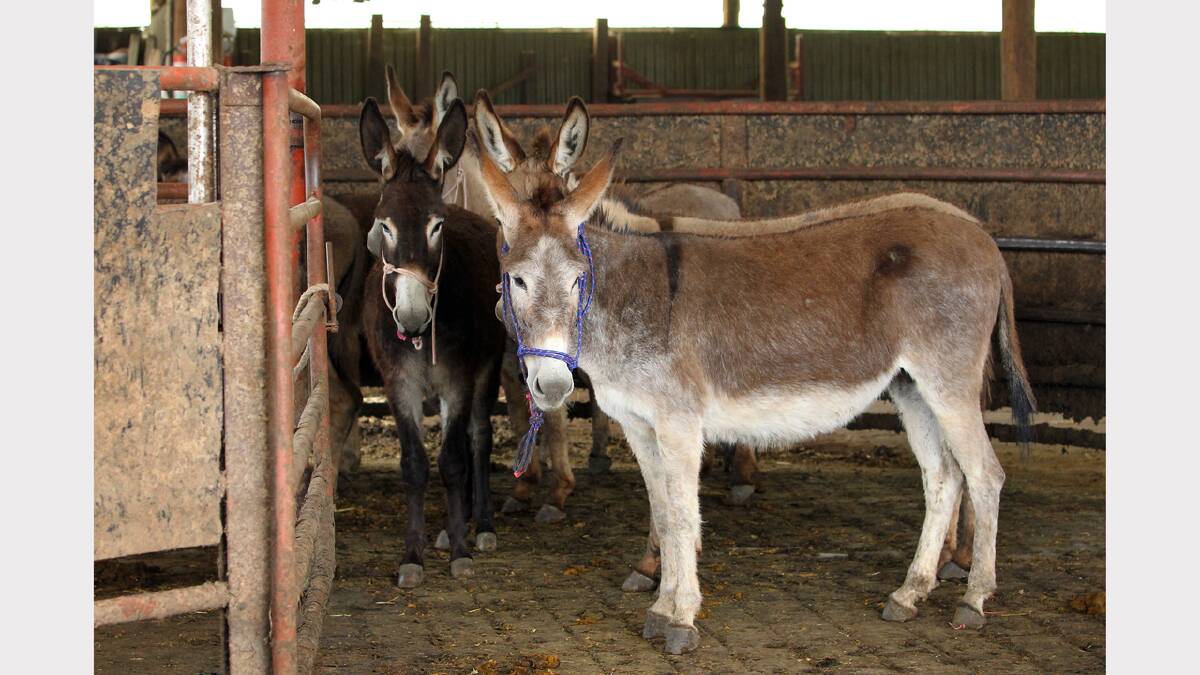 19 donkeys have been brought from the NT in a trial for protecting stock from wild dogs. 