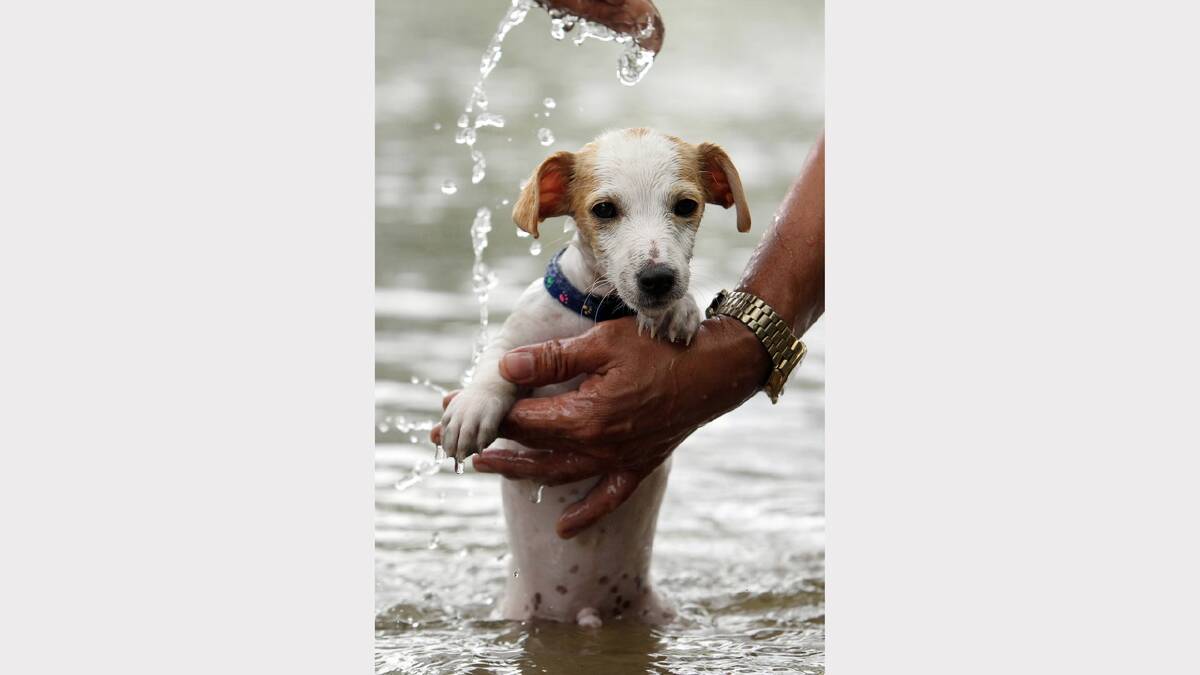 Roy Torre, of Albury, gives his three-month-old Jack Russell puppy Charlie a chance to cool down in the Murray River. Picture: MARK JESSER