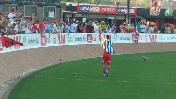 Chris Mitchell - Plenty of @MelbourneHeart support here in Albury.
