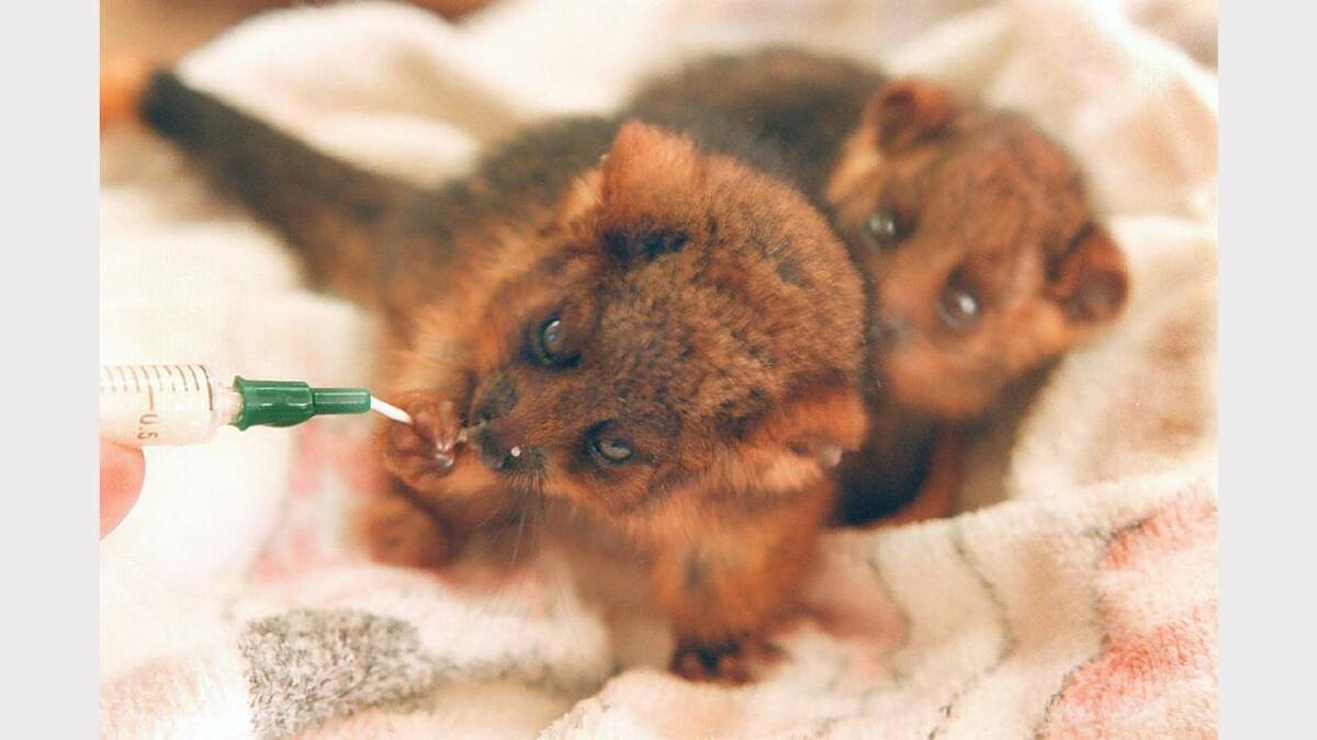 Bonnie and Clyde, 110 day old Ringtail possums at the Ettamogah Sanctuary. Picture: ALEX MASSEY