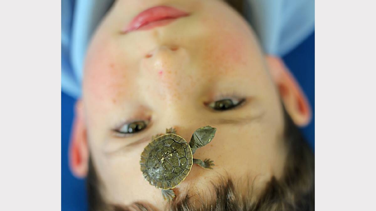 Wangaratta primary school year 2 student Rayden Toll, 8, takes a very close look at class pet Kobe the turtle. Picture: TARA GOONAN