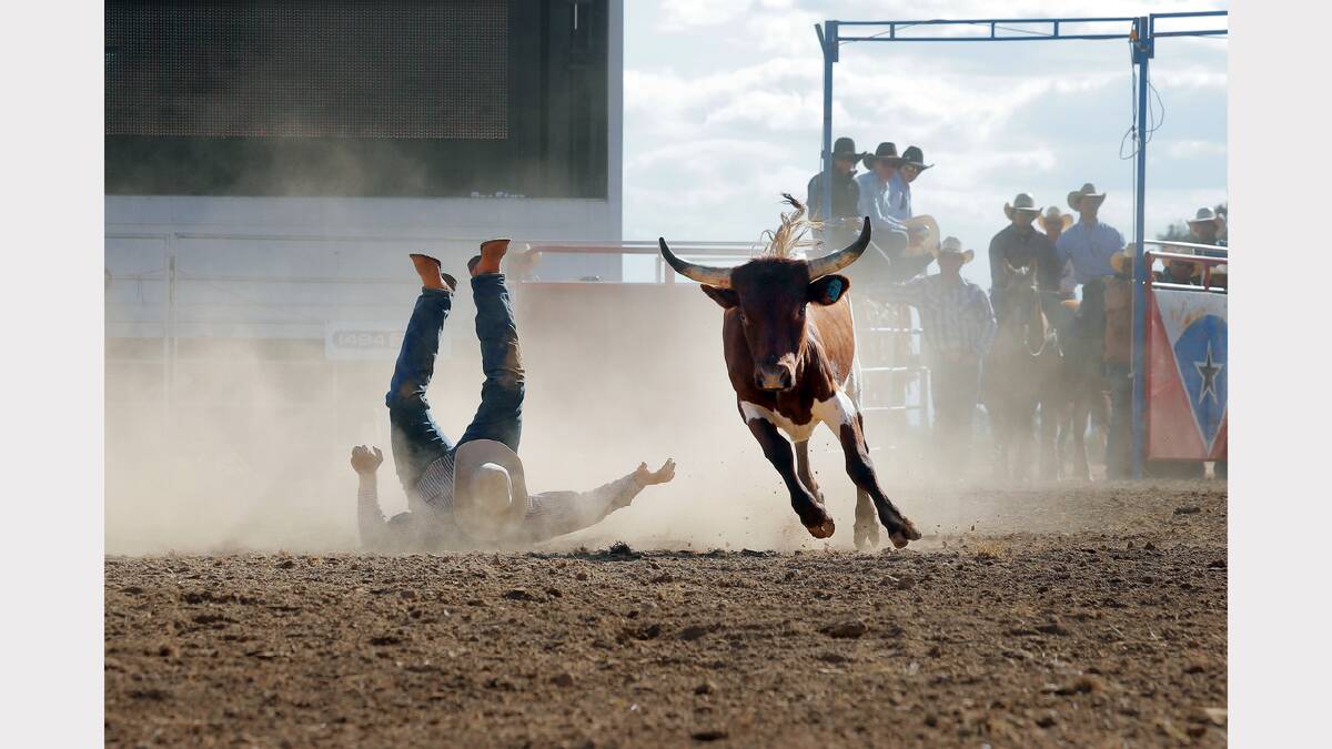 Tyler Pendergast, of Townsville, ends up on his back in the steer wrestle section 1.