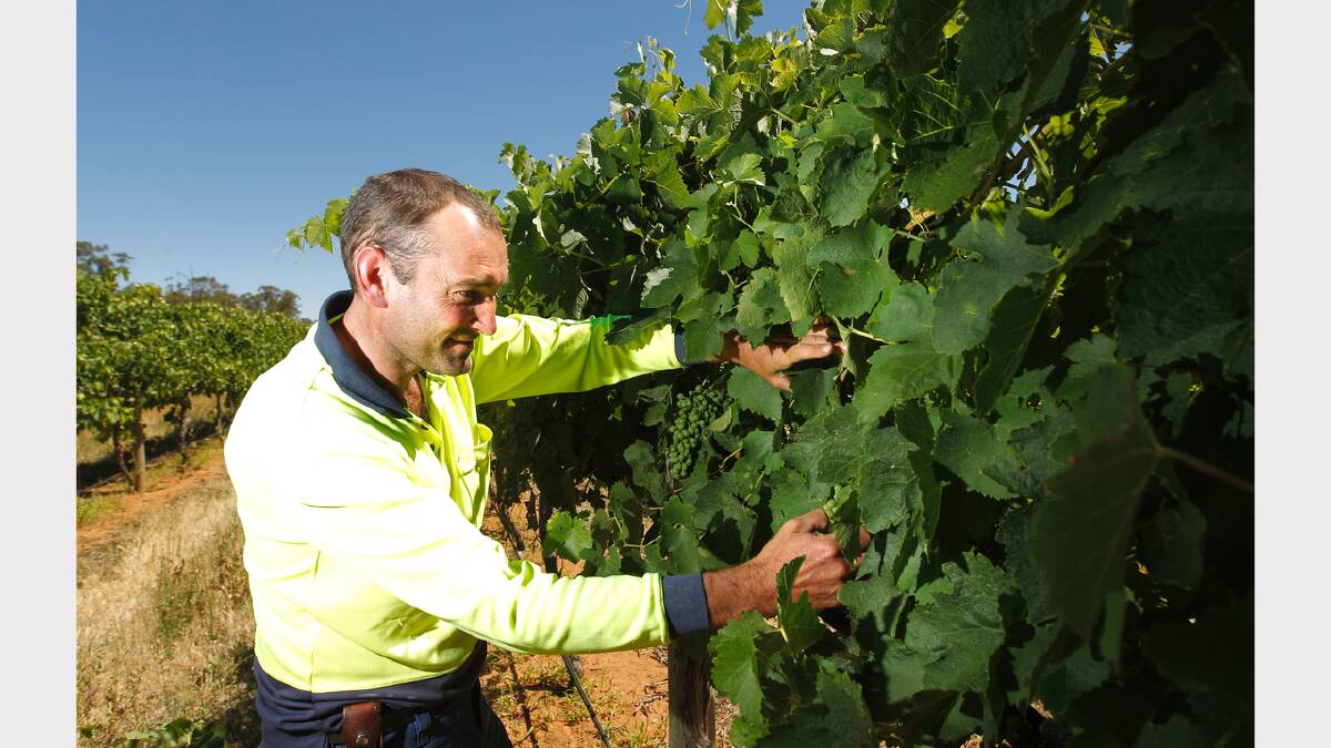 Cofield Wines’ Andrew Cofield inspects what looks like a high quality grape harvest.