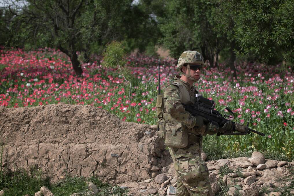 An Australian soldier from the Provincial Reconstruction Team (PRT), walks past a field of poppies, during an operation to inspect a new road in the Oruzgan province, in Afghanistan, on 22 April 2013. Photo: Alex Ellinghausen