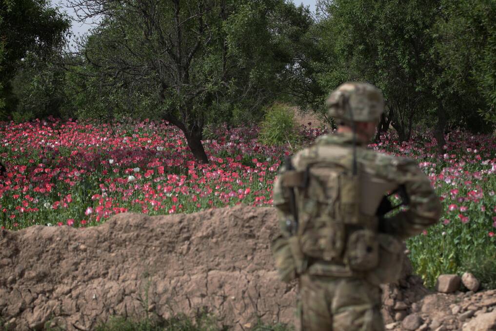 An Australian soldier from the Provincial Reconstruction Team (PRT), walks past a field of poppies, during an operation to inspect a new road in the Oruzgan province, in Afghanistan, on 22 April 2013. Photo: Alex Ellinghausen