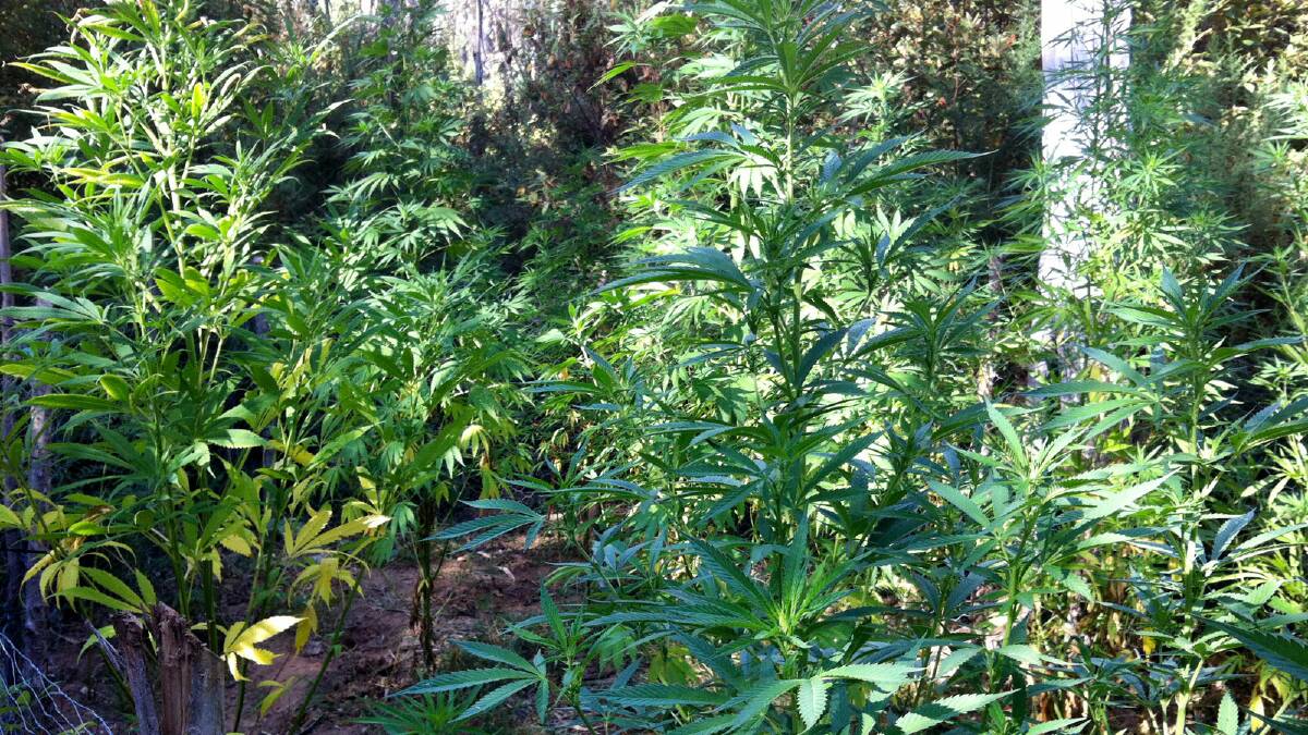 Some of the cannabis plants hidden within the forest. Picture: TARA GOONAN