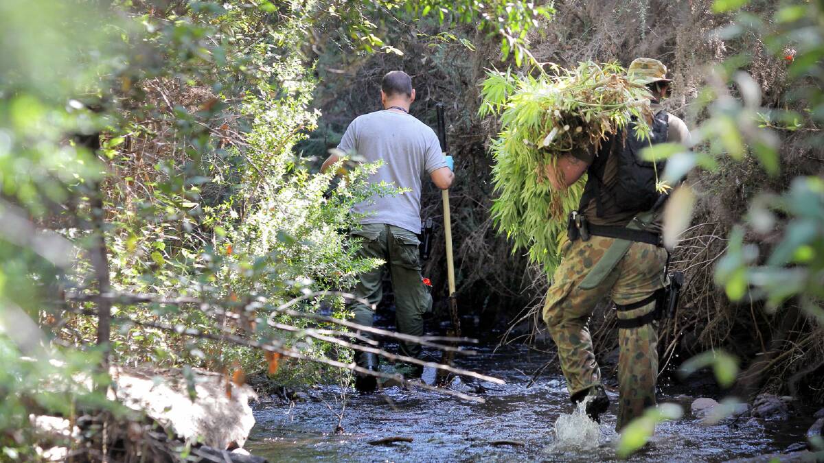 Police seizing one of the crops and tools used to tend to the cannabis. Picture: TARA GOONAN